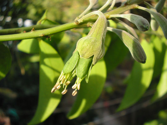 Griffonia-Simplicifolia