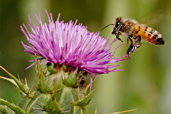 Milk Thistle