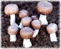 Agaricus Blazei